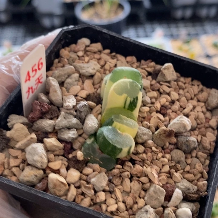 456号大绳玉扇锦多肉