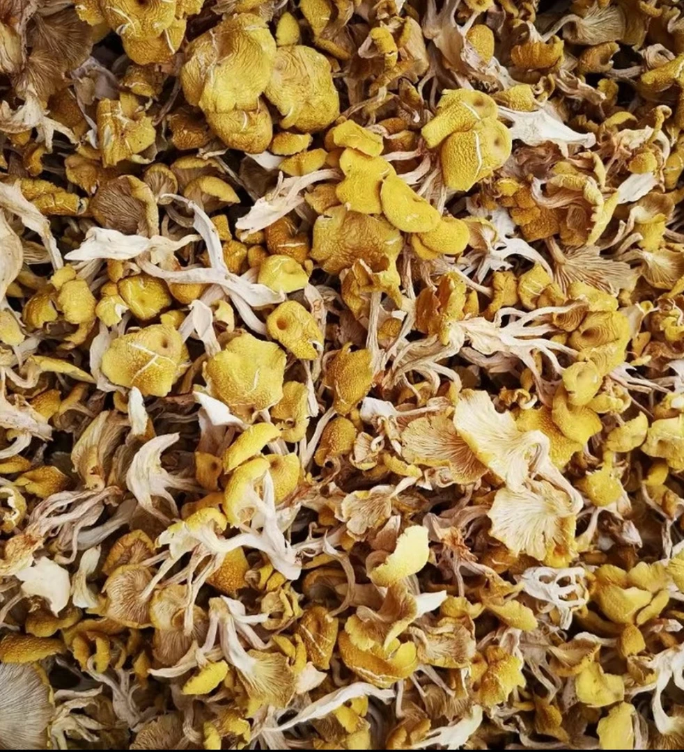 土特产鸡油菌 干货新货自然晒干可煲汤食用