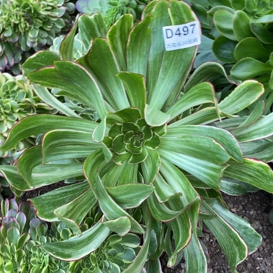 497紫嫣多肉植物