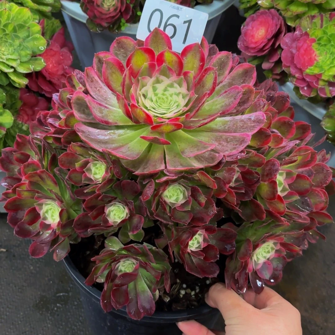 061多肉植物孔雀翎