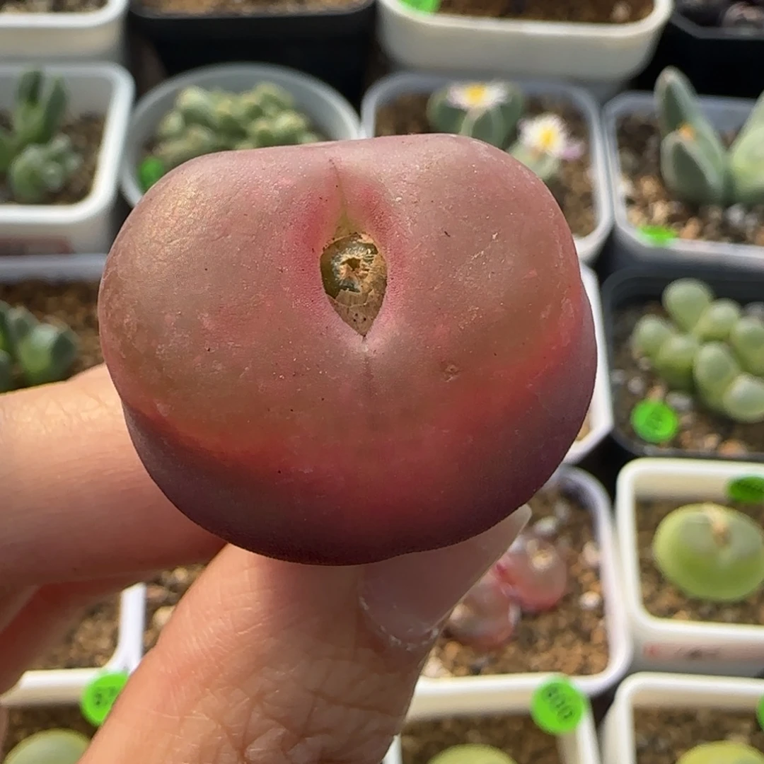 漂亮2.9cm多肉植物128