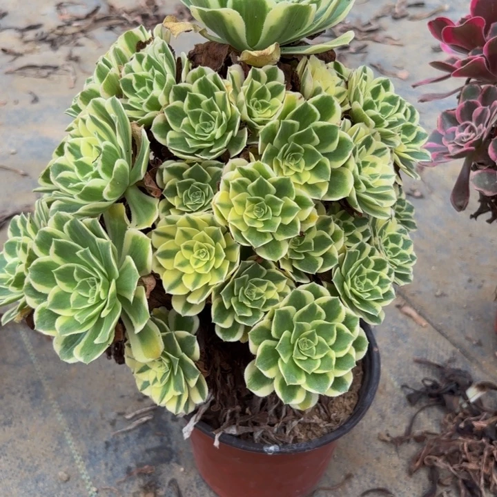 瑞妈多肉园艺778芳华