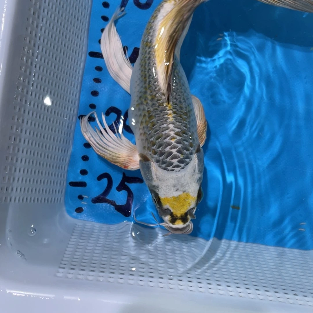 锦鲤蝴蝶鲤鱼锦鲤包邮