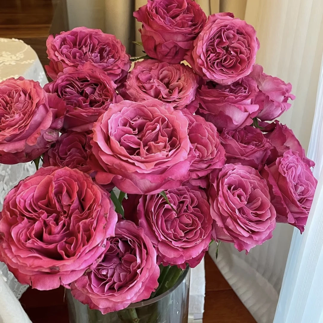 【杨鹏鲜花】长相思 单头玫瑰 云南鲜花包邮