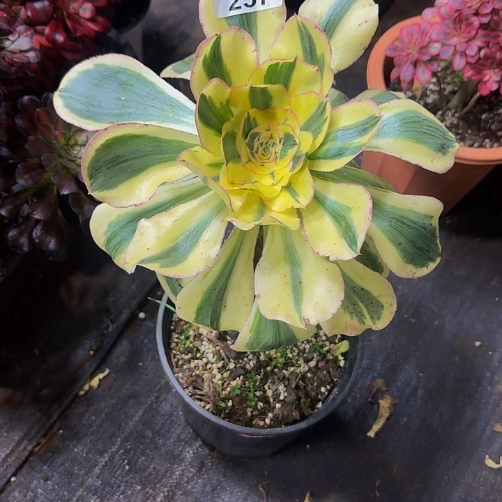 火**凰257多肉法师锦1111