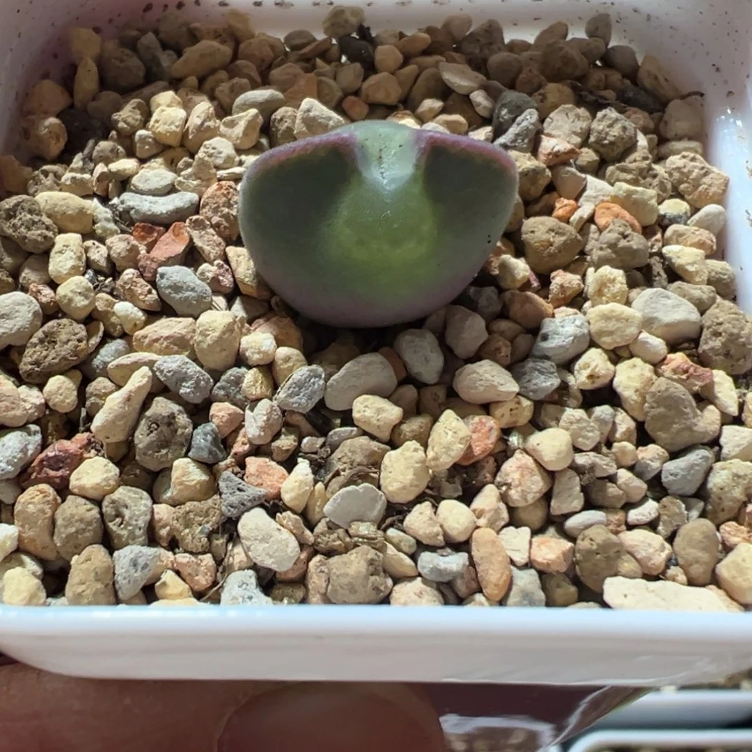 大眼睛肉锥，一物一拍