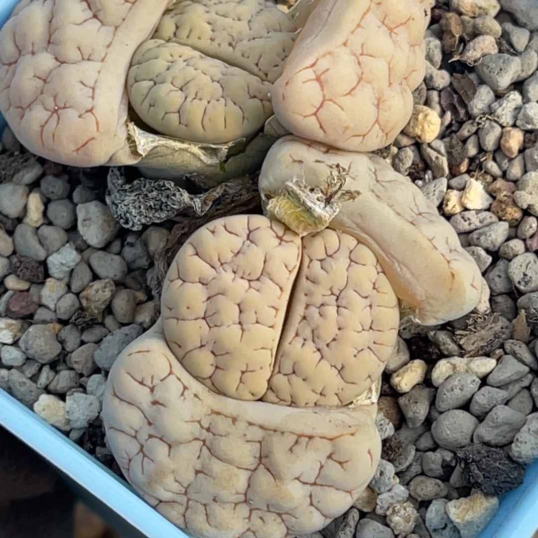 7037双头脑纹189一颗