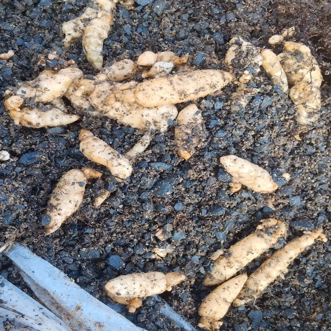 天麻种子 每一个都是精挑细选