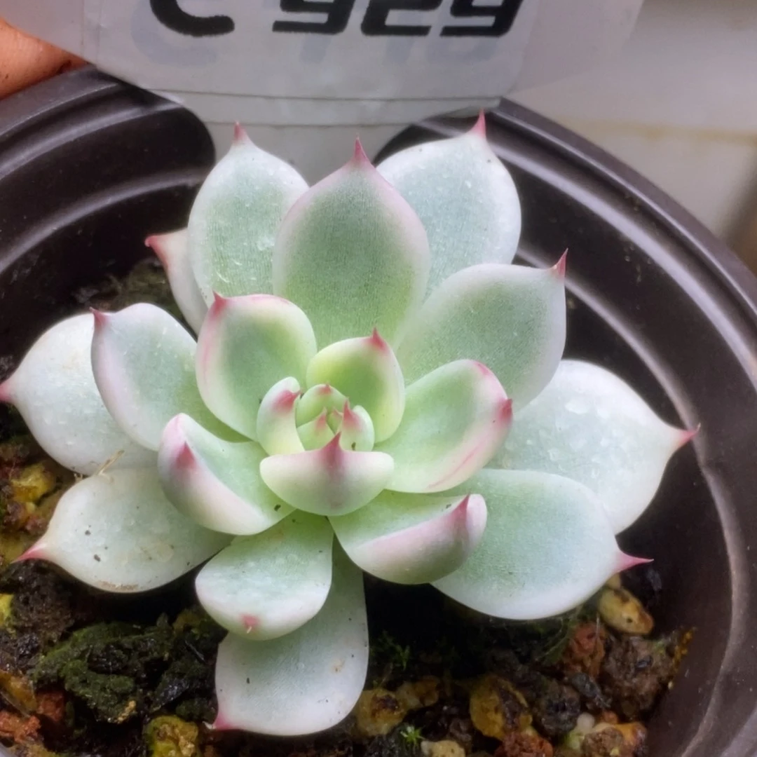 929h h h h h h h h g qu