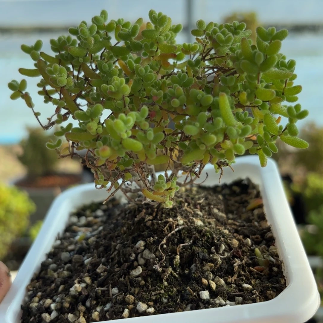 492蜜橘糖球福利枝干