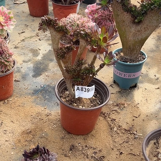 任意两单或28包邮，839黑法师不大