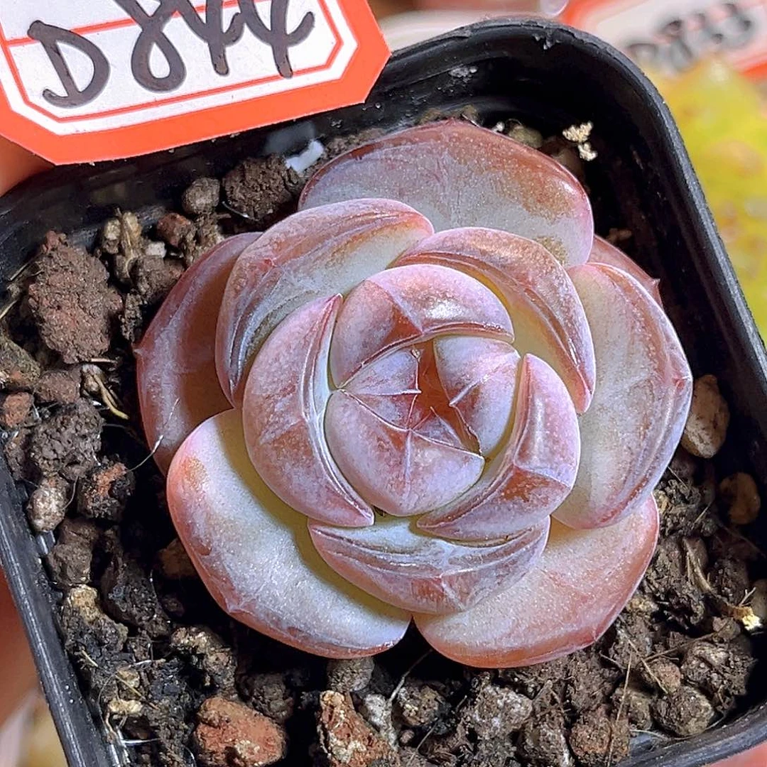 D844 一物一拍 糖炒栗子