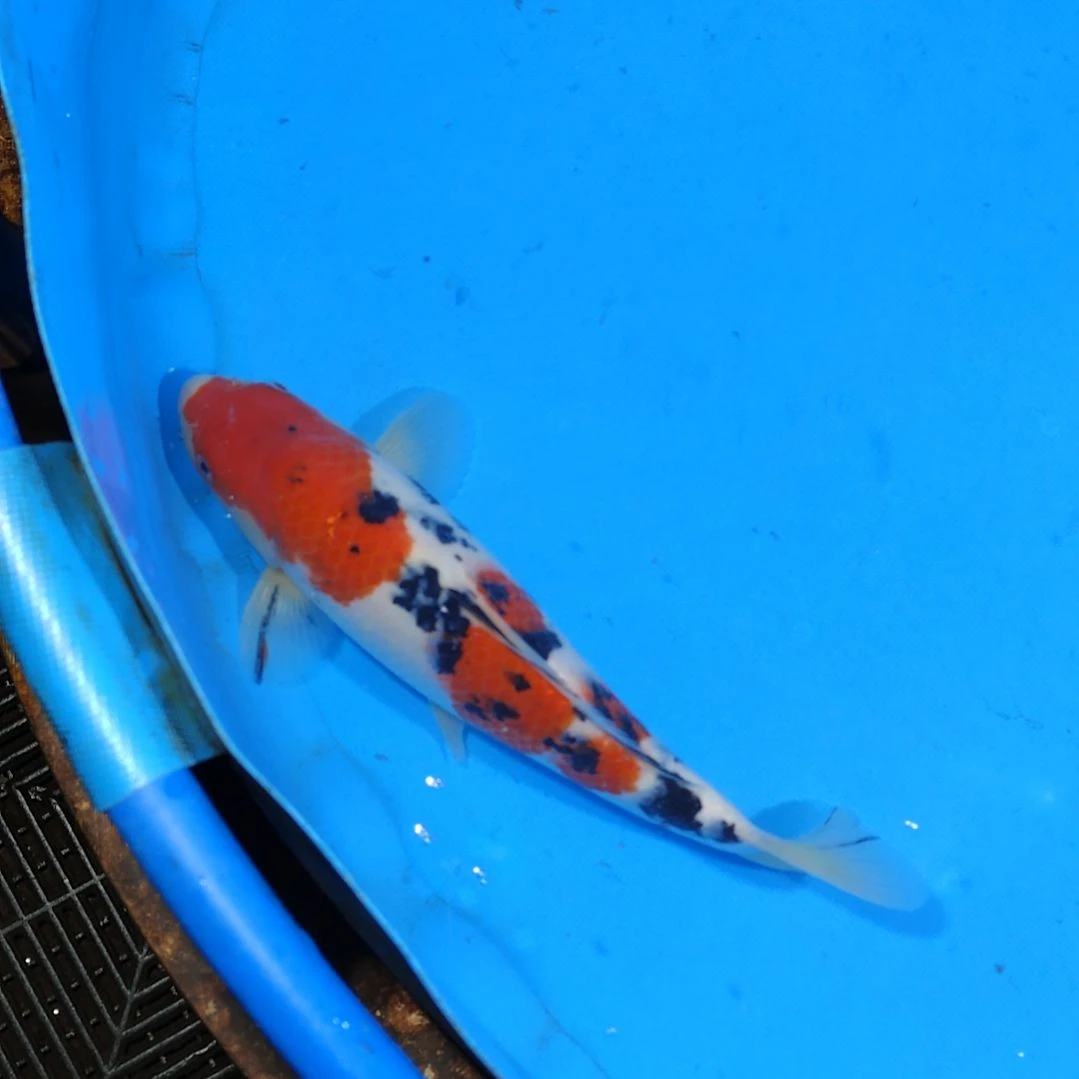 锦鲤27公分手术过不寄养