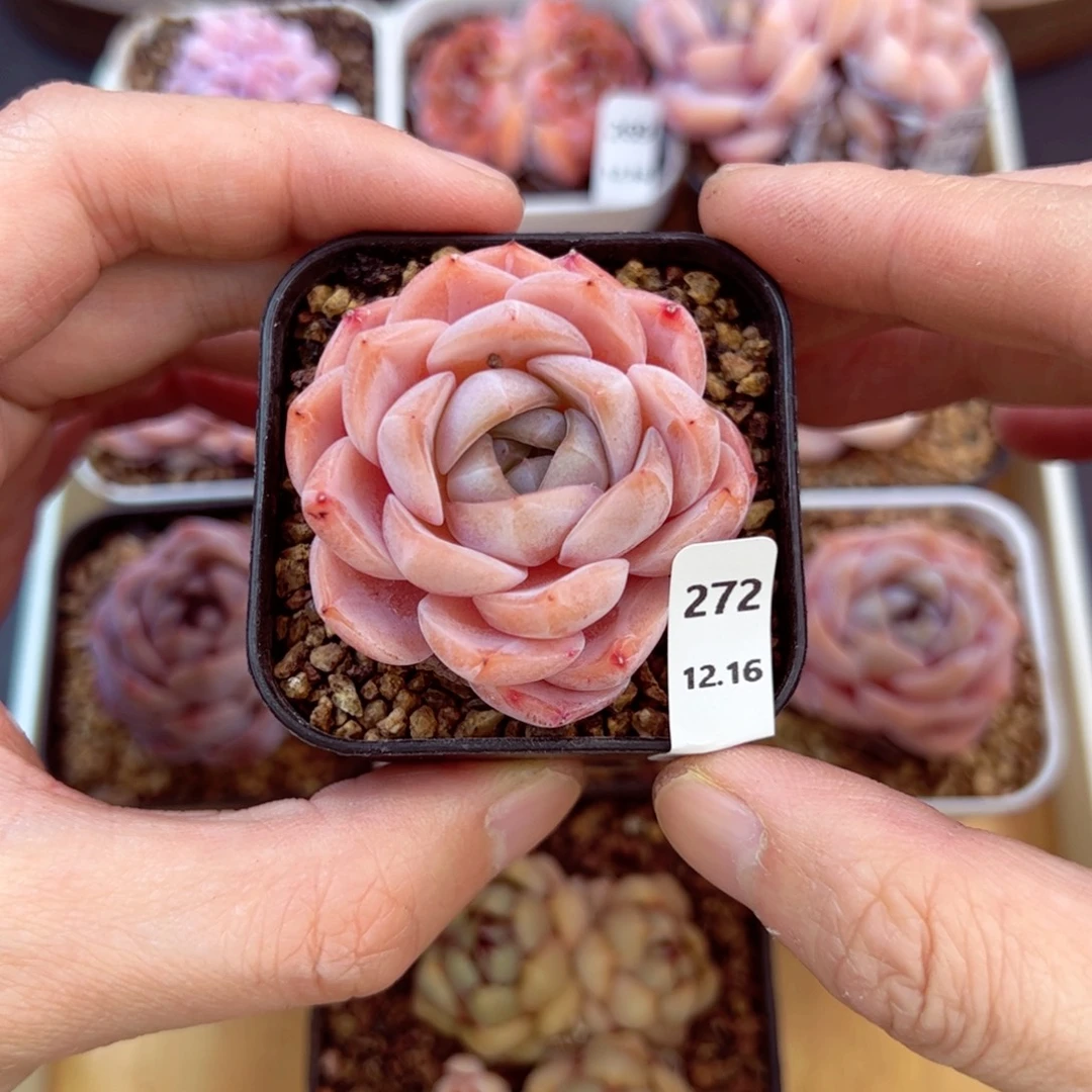 好好看272、哈哈哈哈