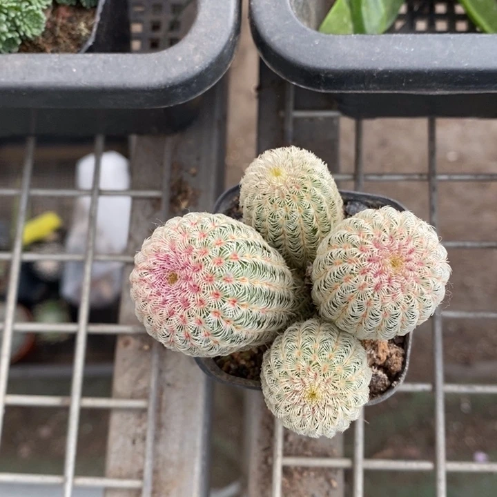 伯克利和格蕾特的故事也是