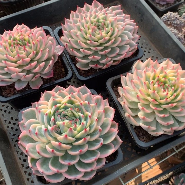 瑃***瑃吉娃娃锦定向4颗多肉植物