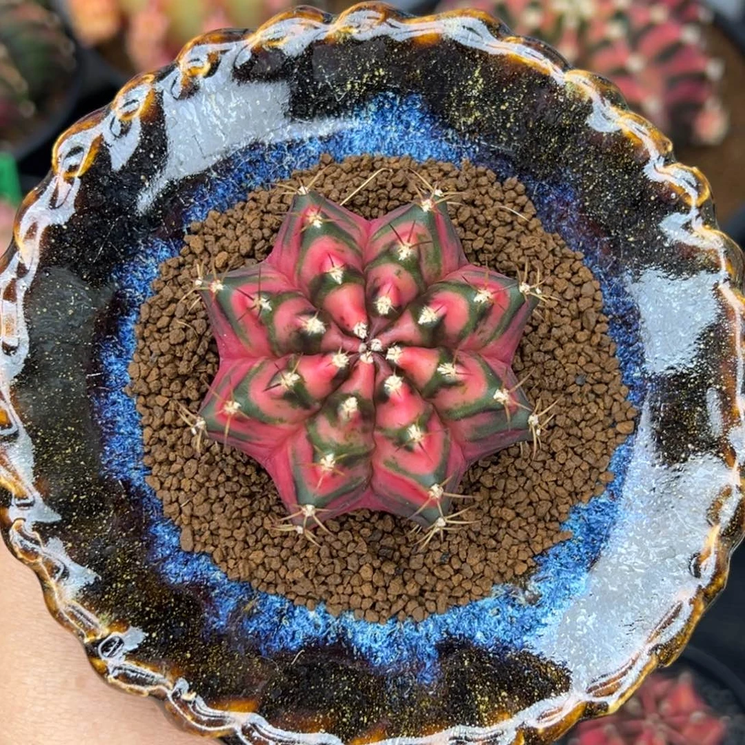 A31泰系米哈仙人球带盆土发货