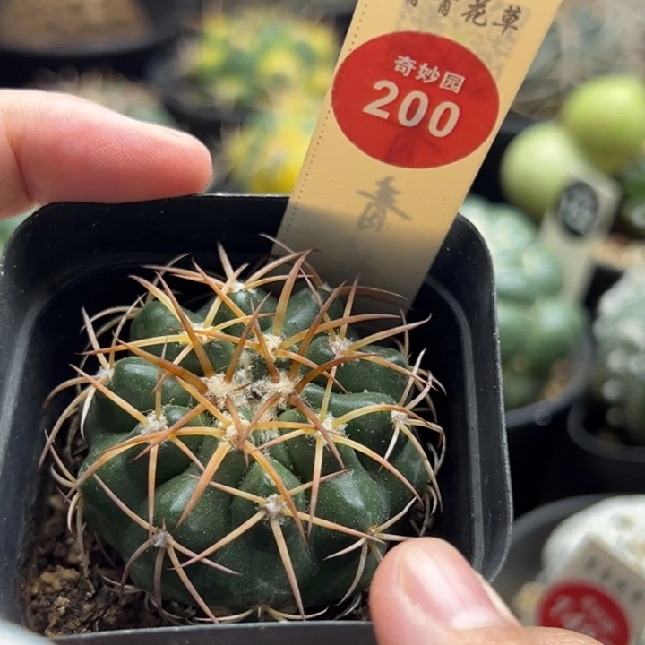 印加圆盘玉杂交一棵