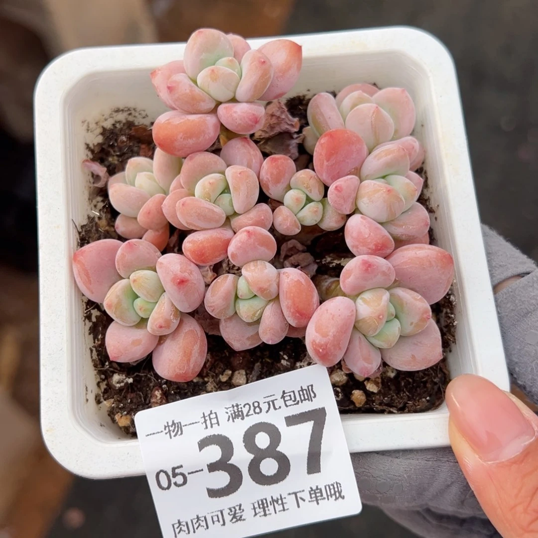 红洛神多肉多肉多肉多肉