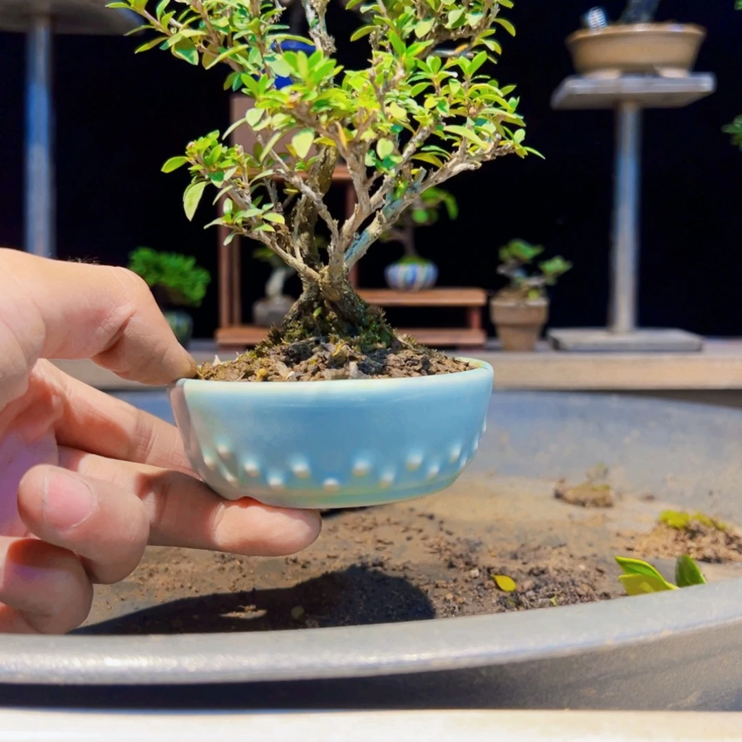 无花朵盆景11111111