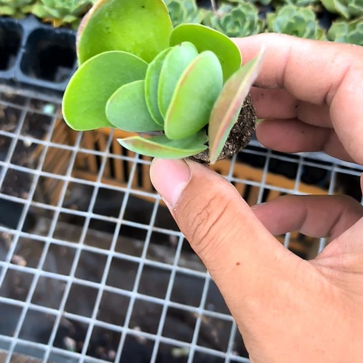唐印大，满5元包邮，
