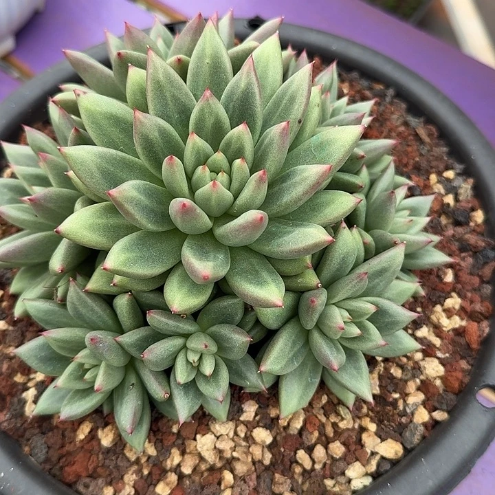 江***枝江枝米其林捧花多肉