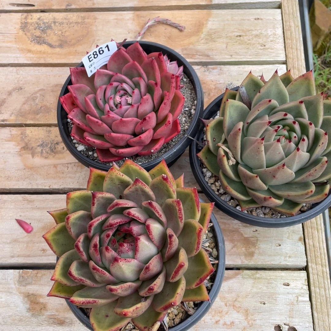 无花朵若如东云组拍E861