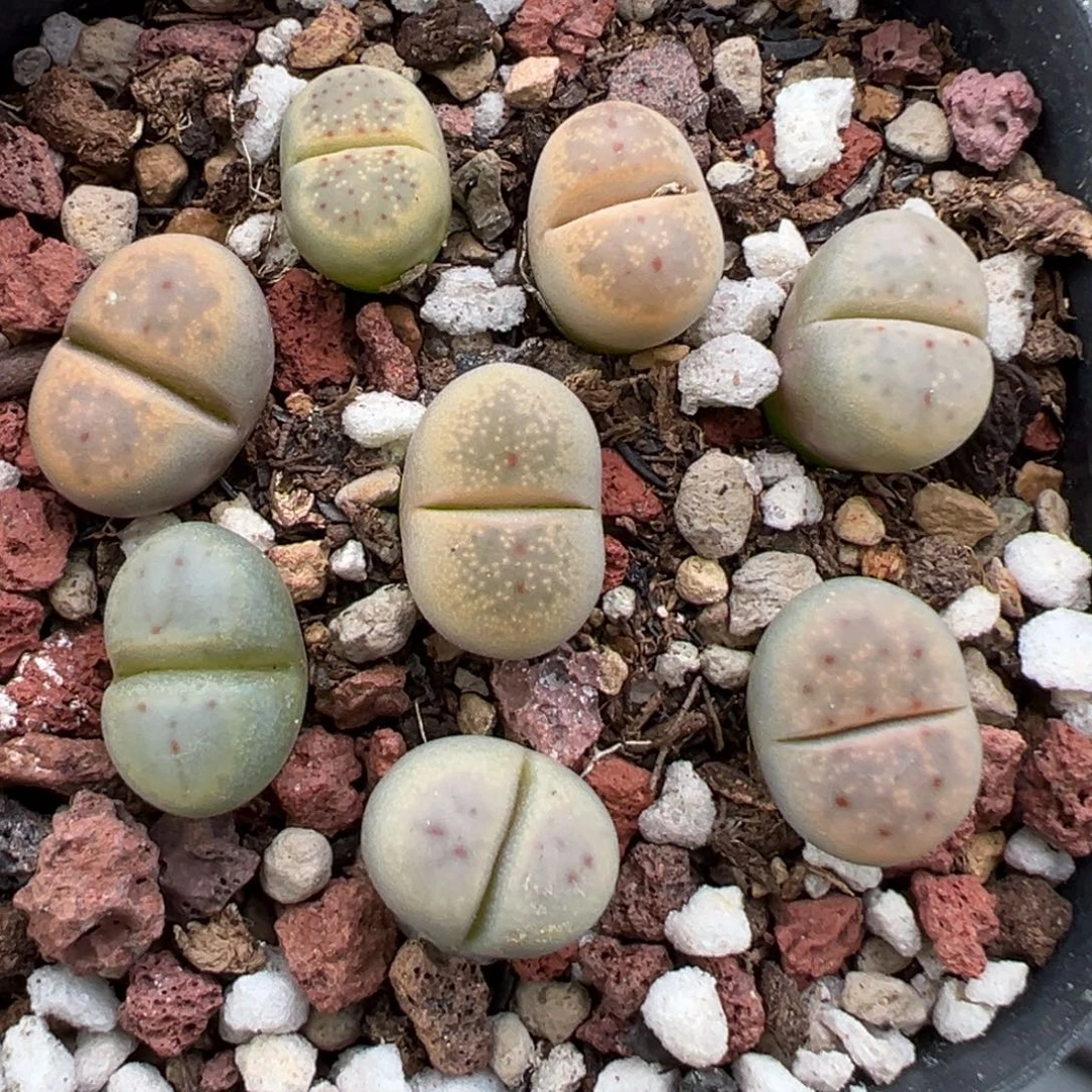11.9好看的多肉脱土发货837