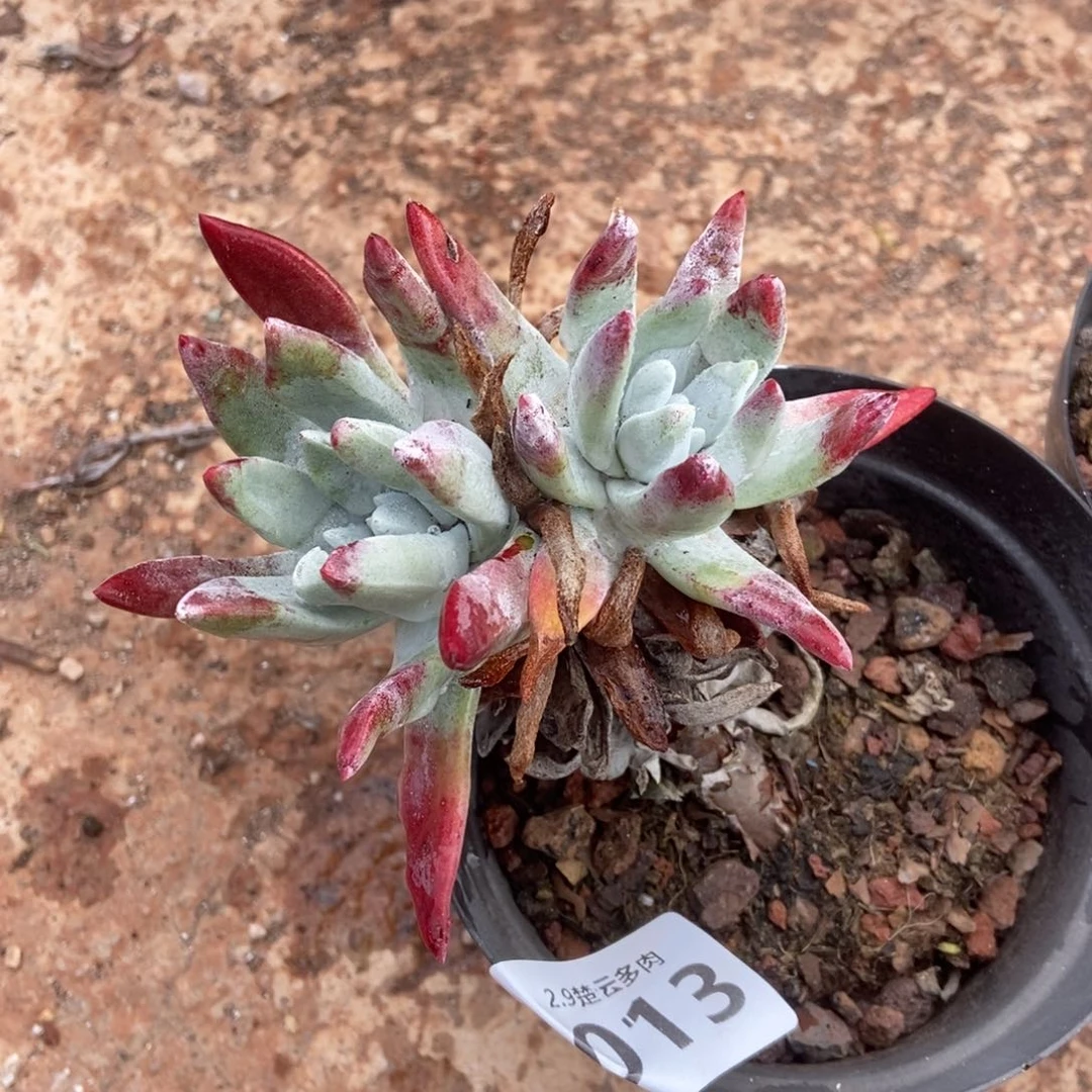 013象牙叶多肉植物