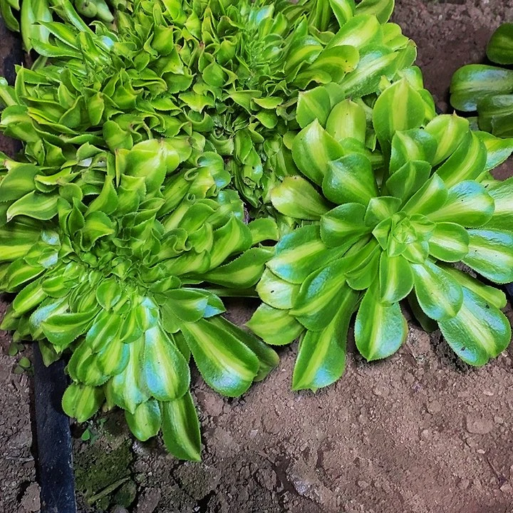 多肉植物保护研究所