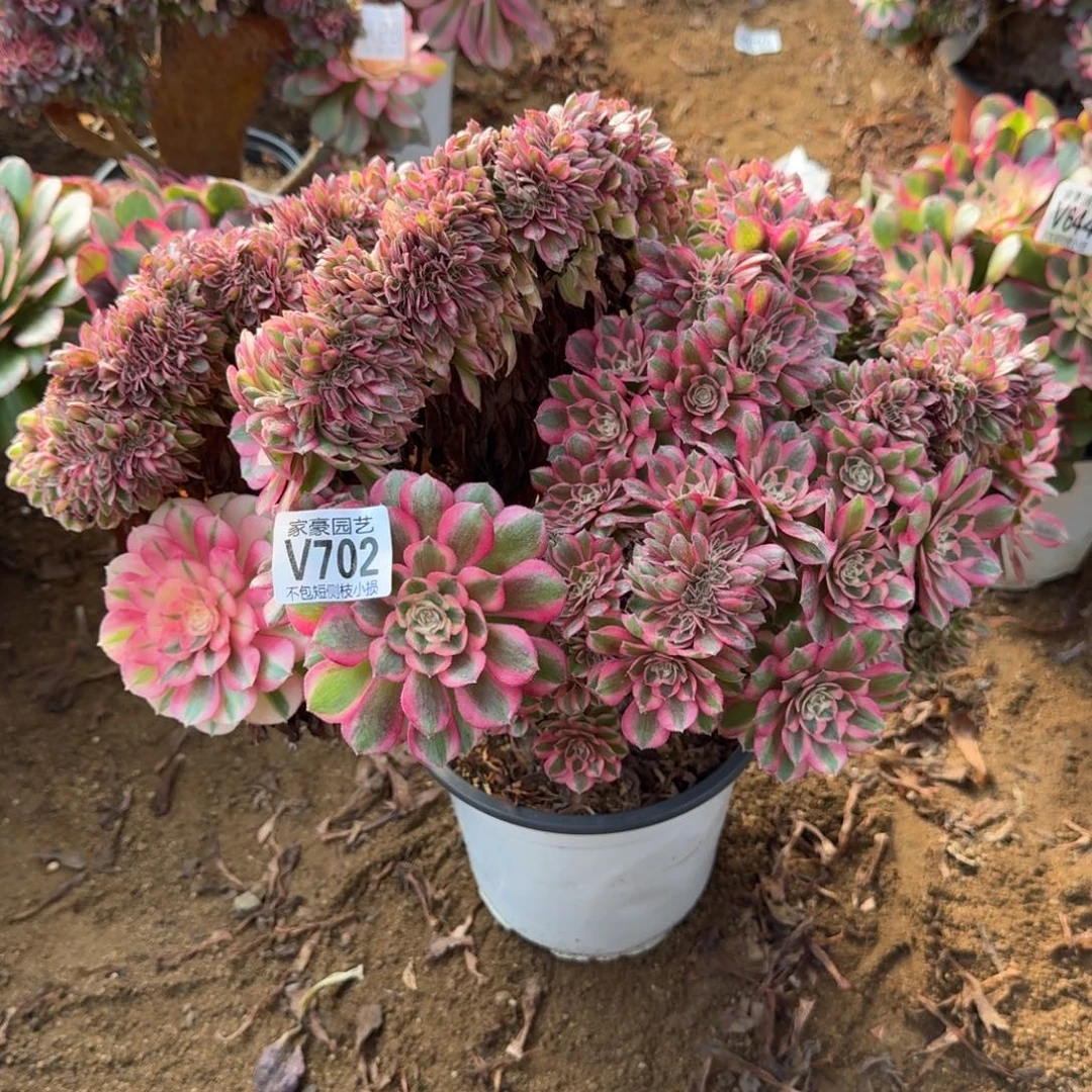 702倾城缀化官服40左右2