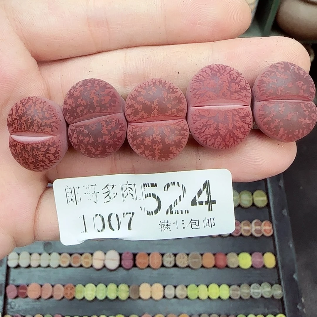 满满18包邮1007-524