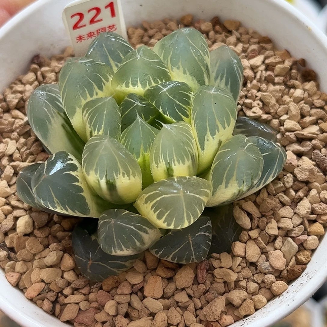 221糊斑水晶冰川玉露锦