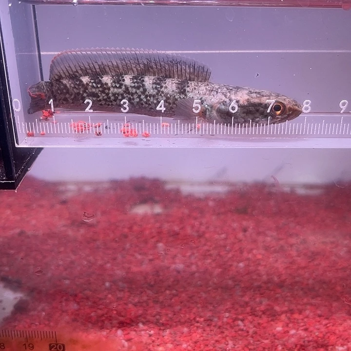 龙鱼麻点鬼王，买到即赚到