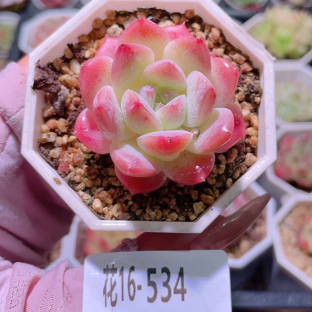 花利美16-534精选糖心