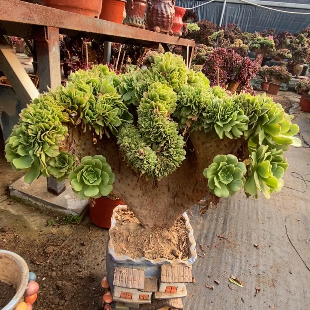 无花朵绿杨蓉缀化