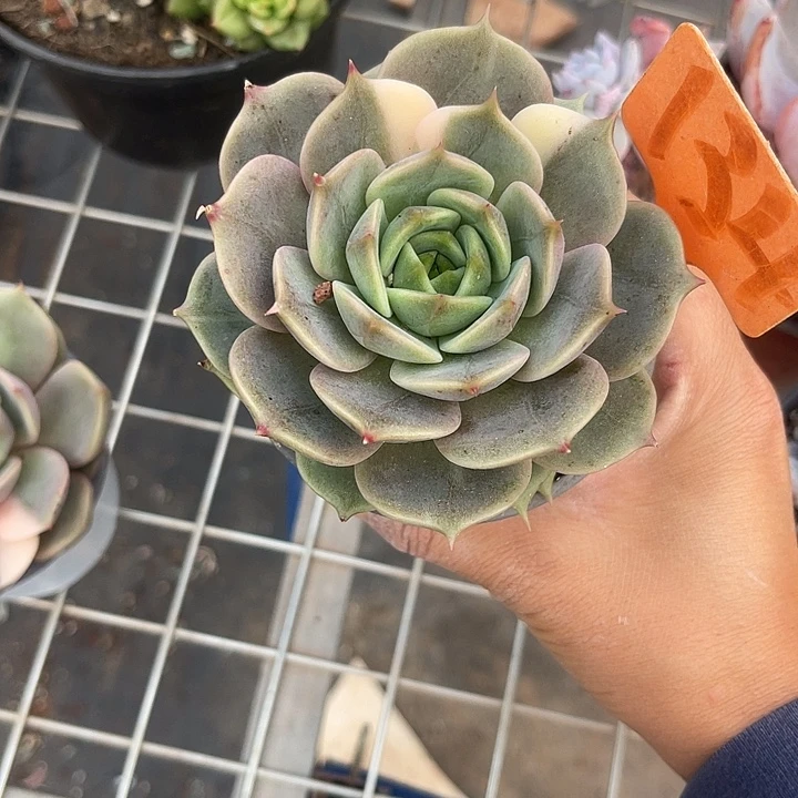 开播炸福利啦，两单包邮锦134