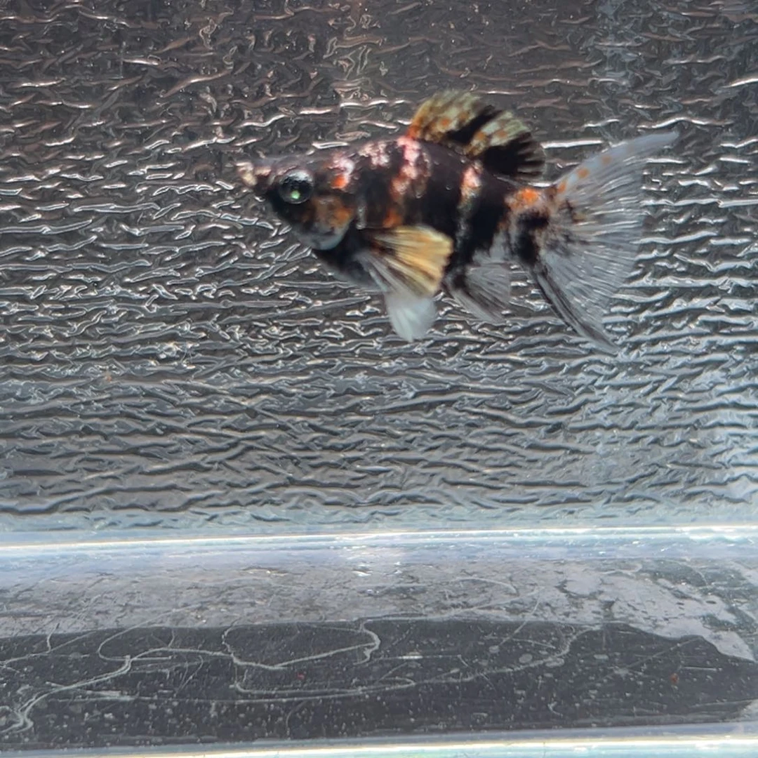 孔雀鱼玛丽鱼虎皮油画母