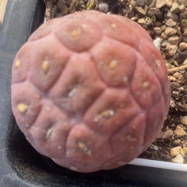 533习志野一颗一颗