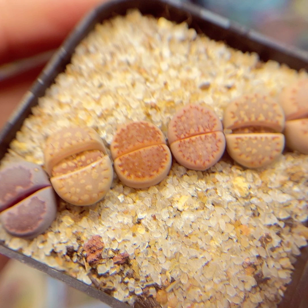 385。8888888888888888