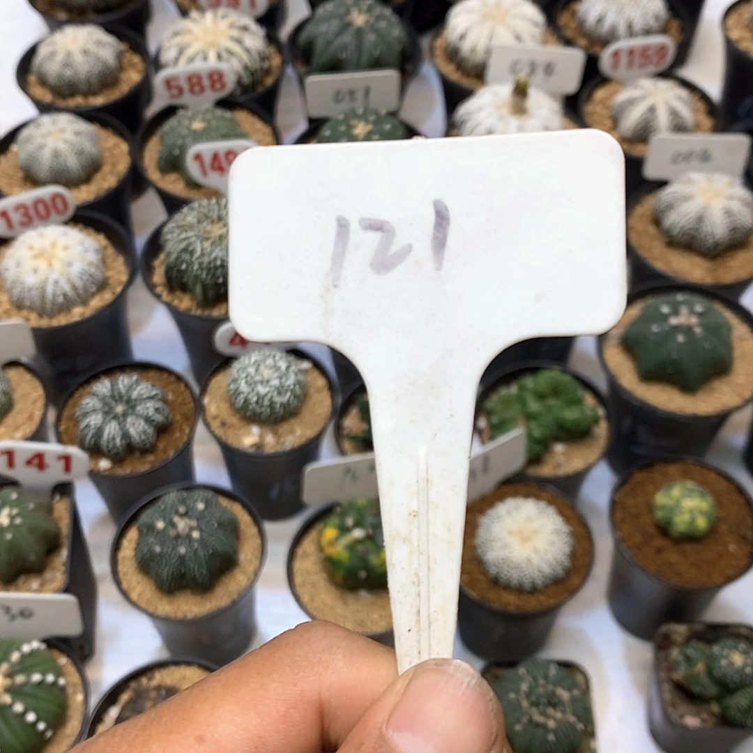 系****121，051琉璃海星两个福利了