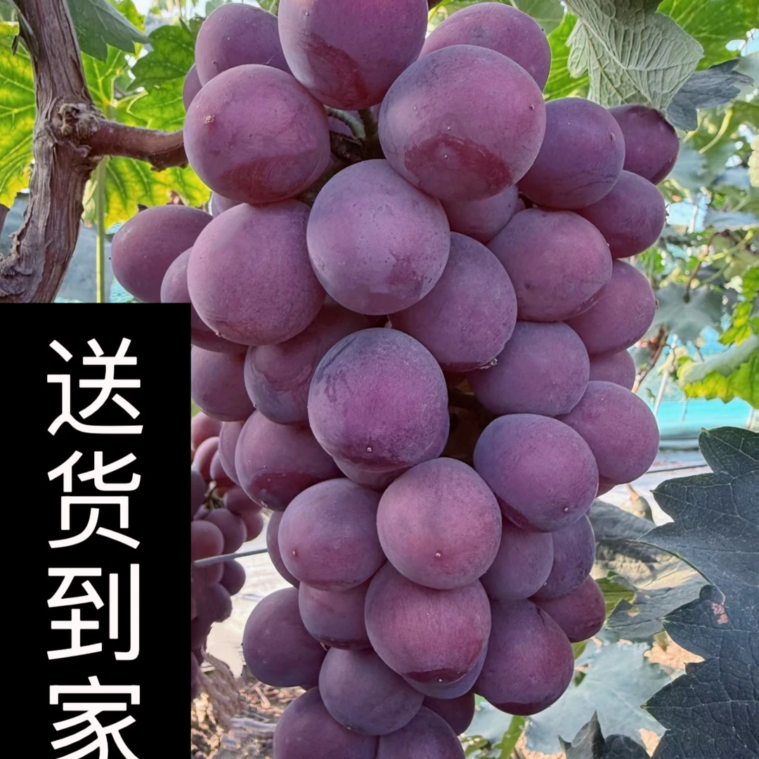 东北正宗辽峰葡萄产地直发新鲜水果整串纯甜无籽~ 介意掉粒勿拍