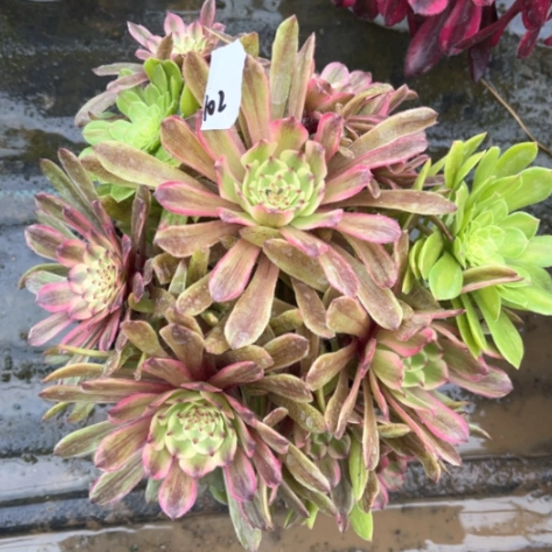 【闪购商品】102花脸粉黛多肉法师