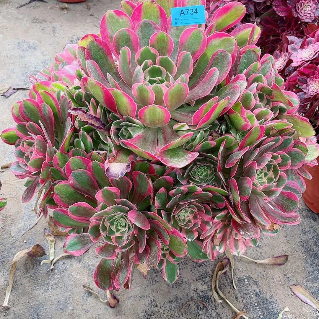 小*儿多肉植物初恋734