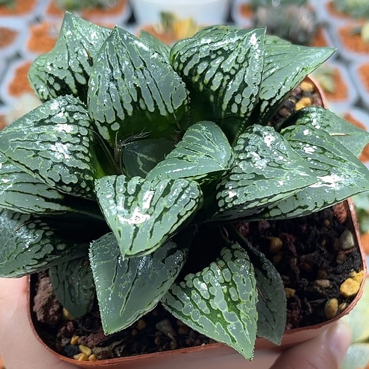 十二卷多肉玛莉莉