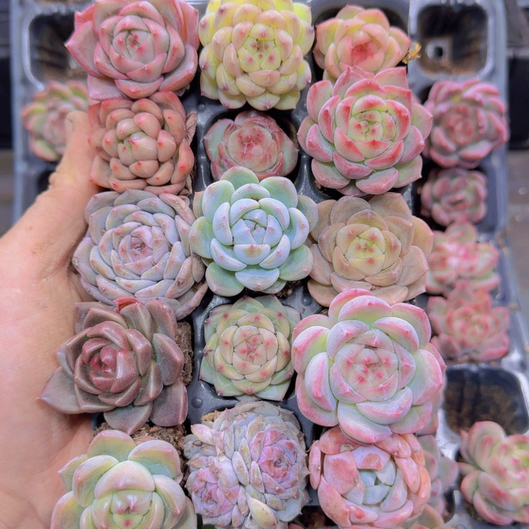 155多肉植物一物一拍链接