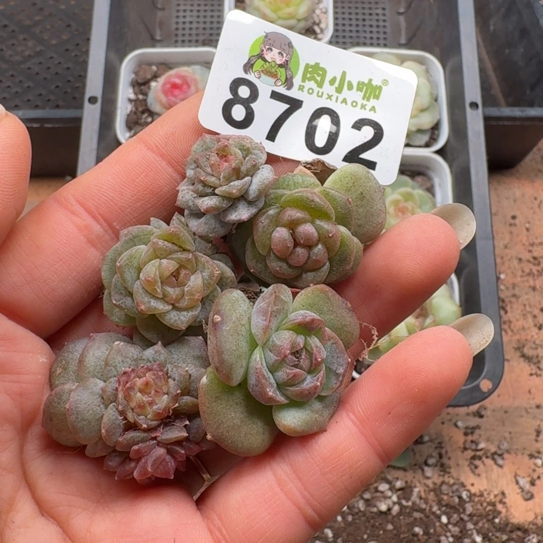 多肉植物多肉植物