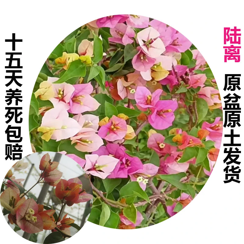陆离(三角梅)原生大苗四季开花老桩爬藤植物