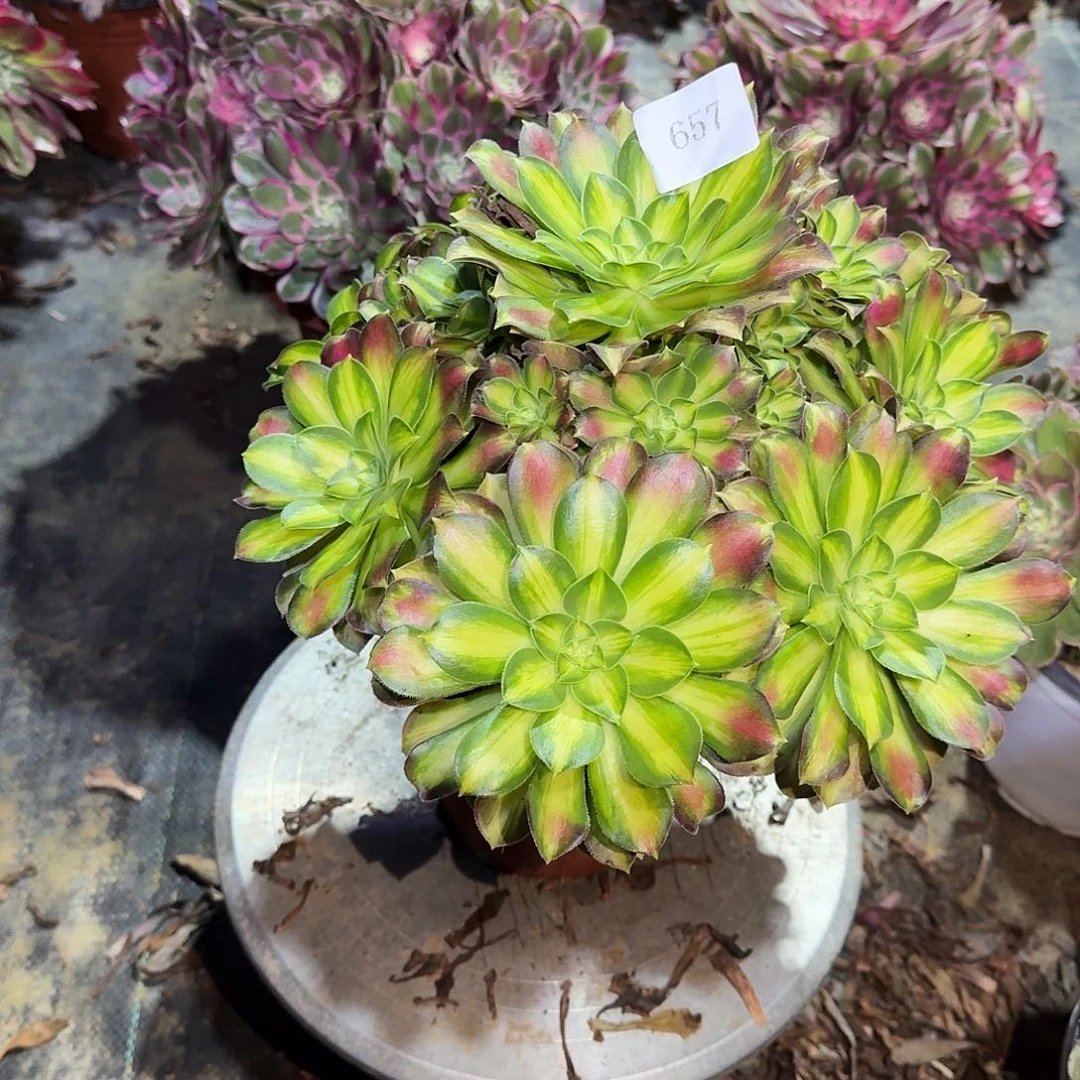 多肉植物韶华0657