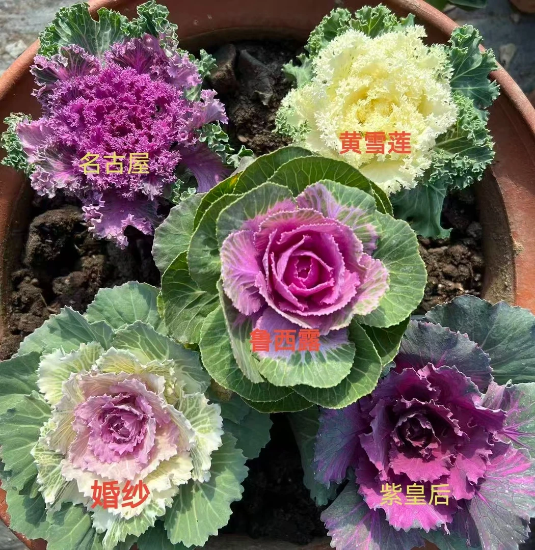 羽衣甘蓝耐寒观赏绿植阳台庭院好养殖